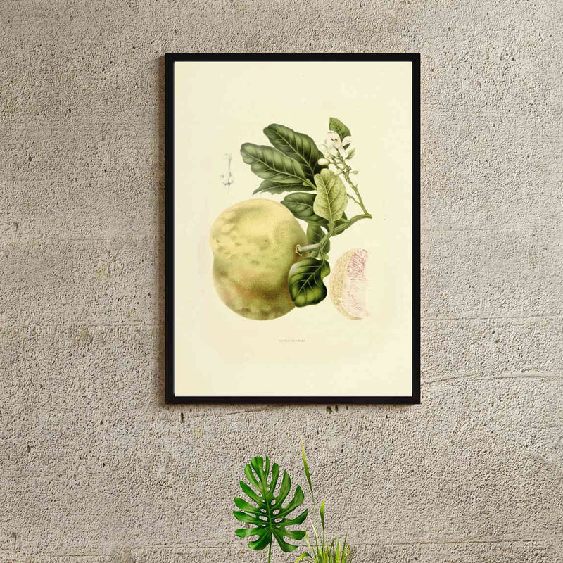 تابلو مدل Vintage pomelo کد 248901965 - Image 3
