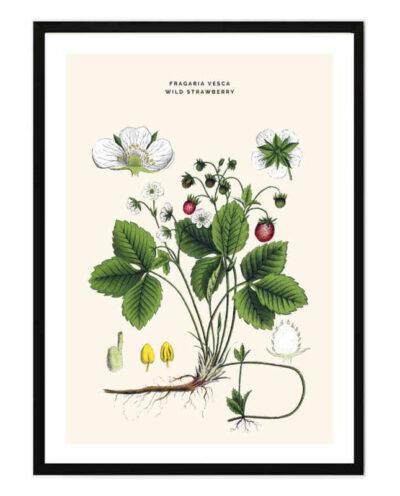 تابلو مدل Wild strawberry کد 2489011045