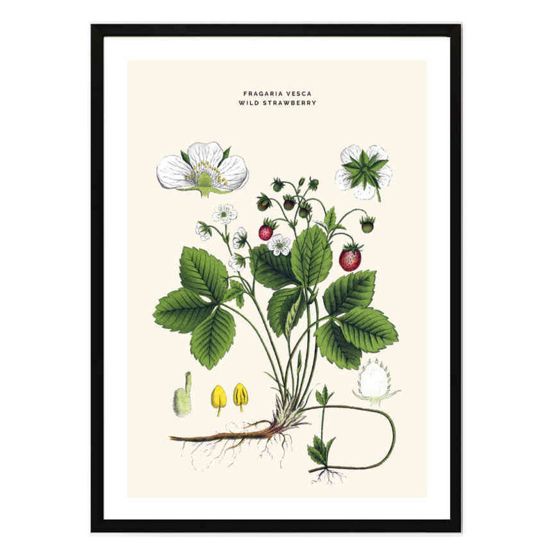 تابلو مدل Wild strawberry کد 2489011045