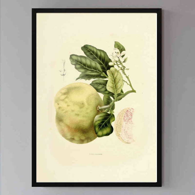 تابلو مدل Vintage pomelo کد 248901965 - Image 2