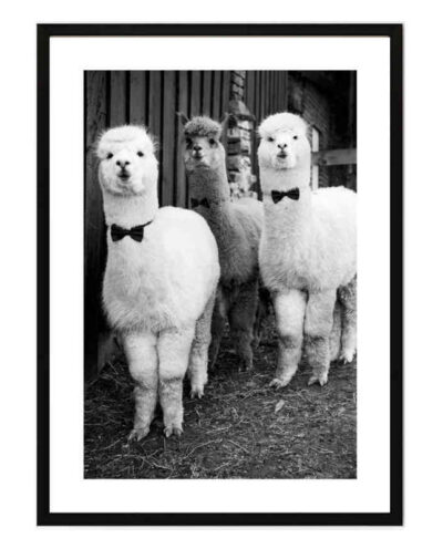 تابلو مدل Alpaca party کد 248901893