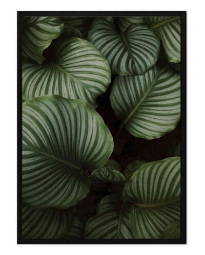 تابلو مدل Calathea leaves کد 2489011142