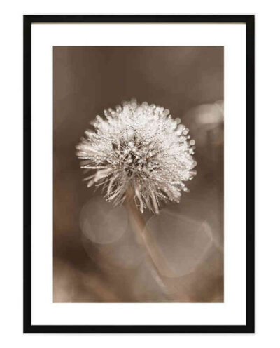 تابلو مدل Dandelion flower کد 248901603