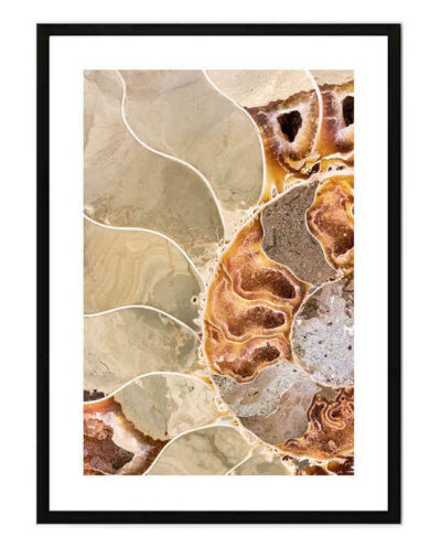 تابلو مدل Fossil ammonite کد 248901602