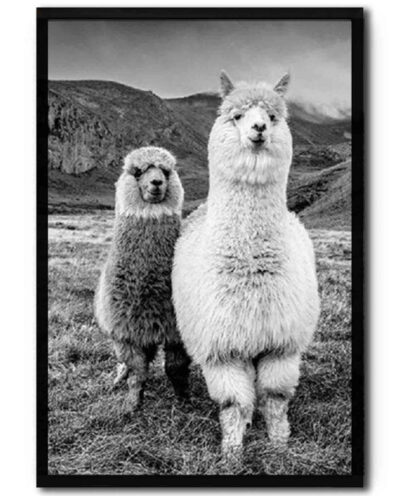 تابلو مدل Cute alpacas کد 248901276
