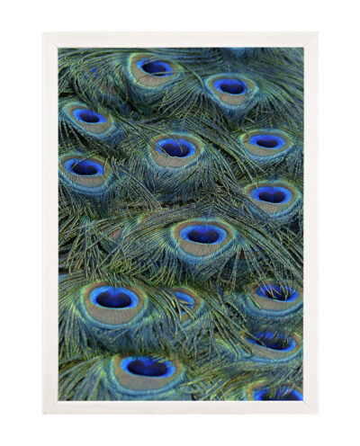 تابلو مدل دیواری طرح طاووس کد EA-1167