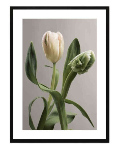 تابلو مدل Fresh tulips کد 248901992