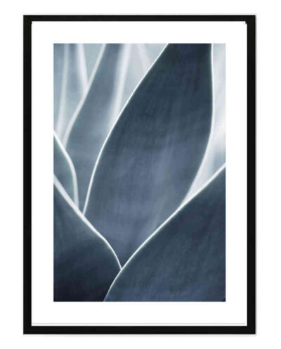 تابلو مدل Agave plant کد 248901964