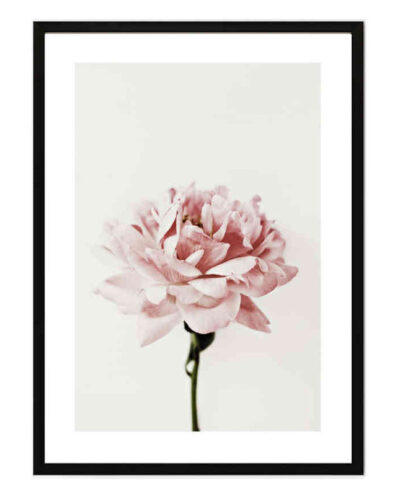 تابلو مدل Pink peony کد 2489011070