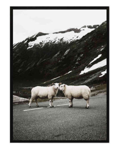 تابلو مدل Sheep on the road کد 248901772