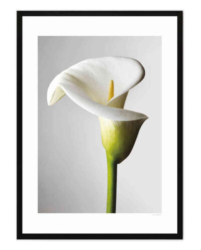 تابلو مدل Lily of light کد 2489011178