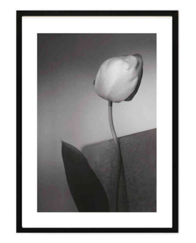 تابلو مدل Spring tulip کد 2489011141