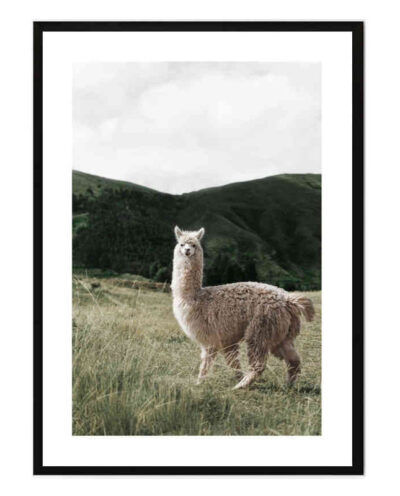 تابلو مدل Alpaca کد 248901880
