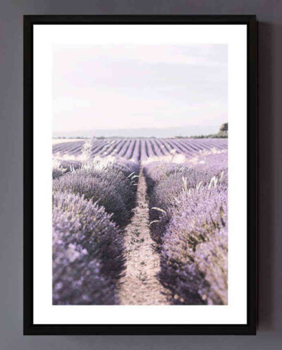 تابلو مدل Lavender field کد 248901371