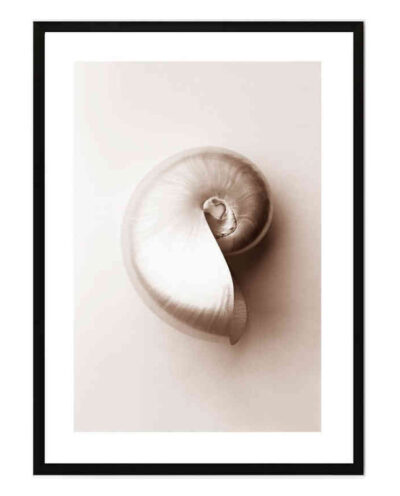 تابلو مدل Pale sea shells کد 248901886