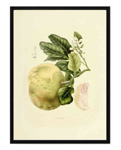 تابلو مدل Vintage pomelo کد 248901965