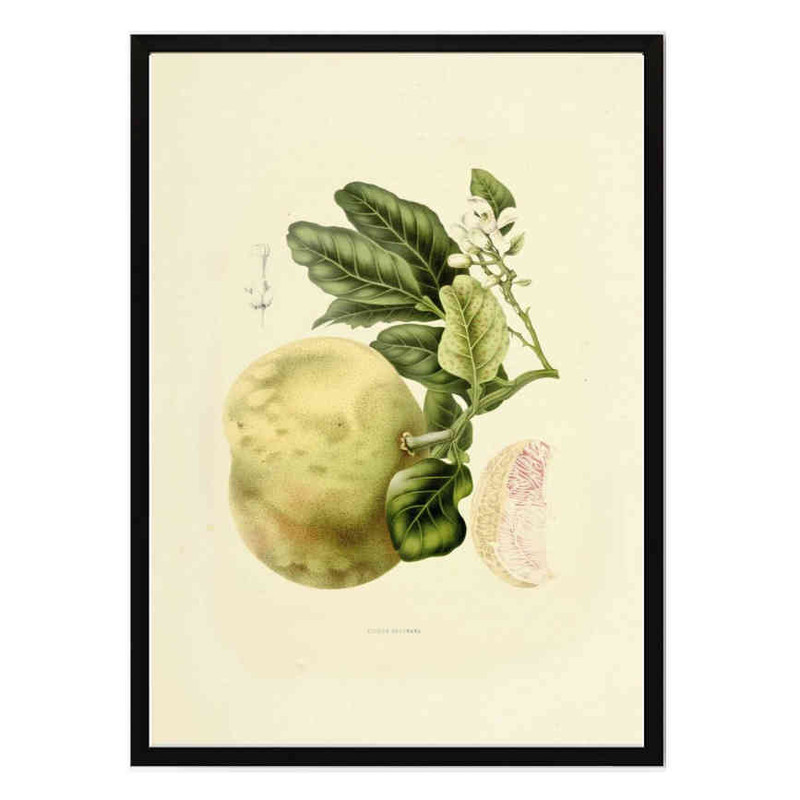 تابلو مدل Vintage pomelo کد 248901965