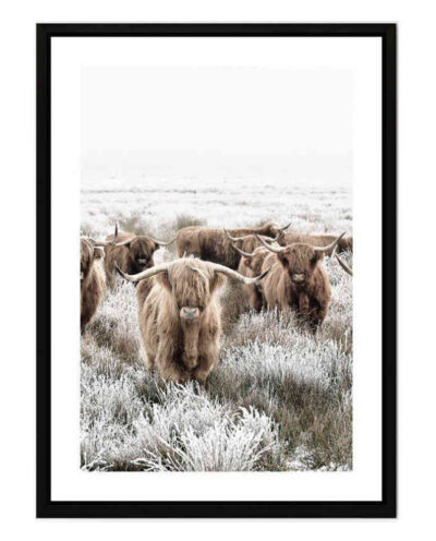 تابلو مدل Highland cow کد 248901380