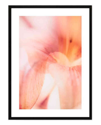 تابلو مدل Coral lily کد 248901606